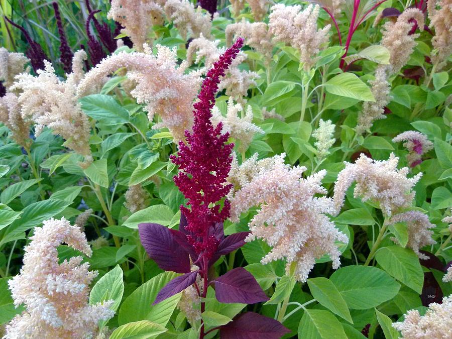 Amazing Amaranth #1 Photograph by Will Borden