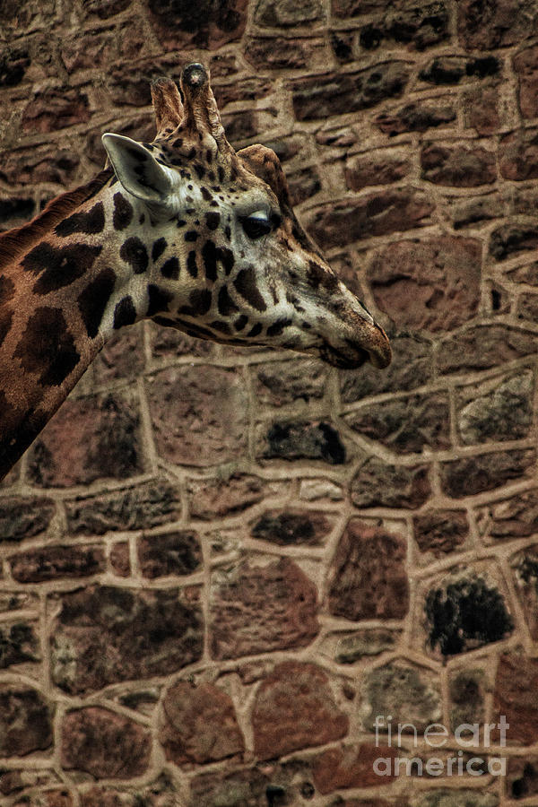 Amazing Optical Illusion - Can You Find the Giraffe Photograph by Doc Braham