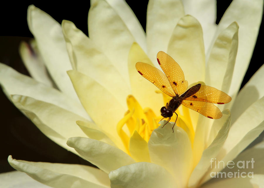 Flower Photograph - Amber Dragonfly Dancer 2 by Sabrina L Ryan
