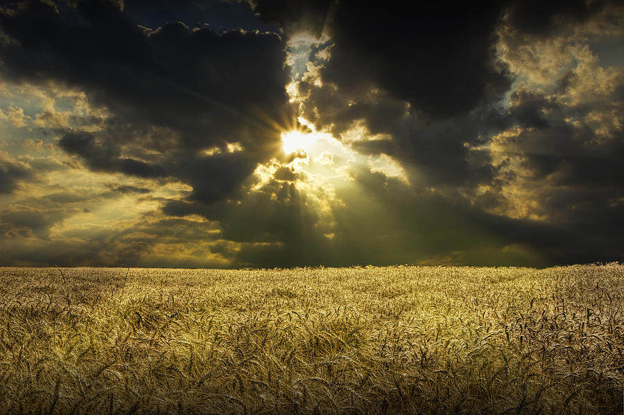 Amber Waves of Grain Photograph by Randall Nyhof - Fine Art America