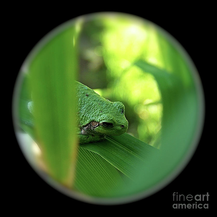 Frog Photograph - Ambiguous #1 by Sue Stefanowicz