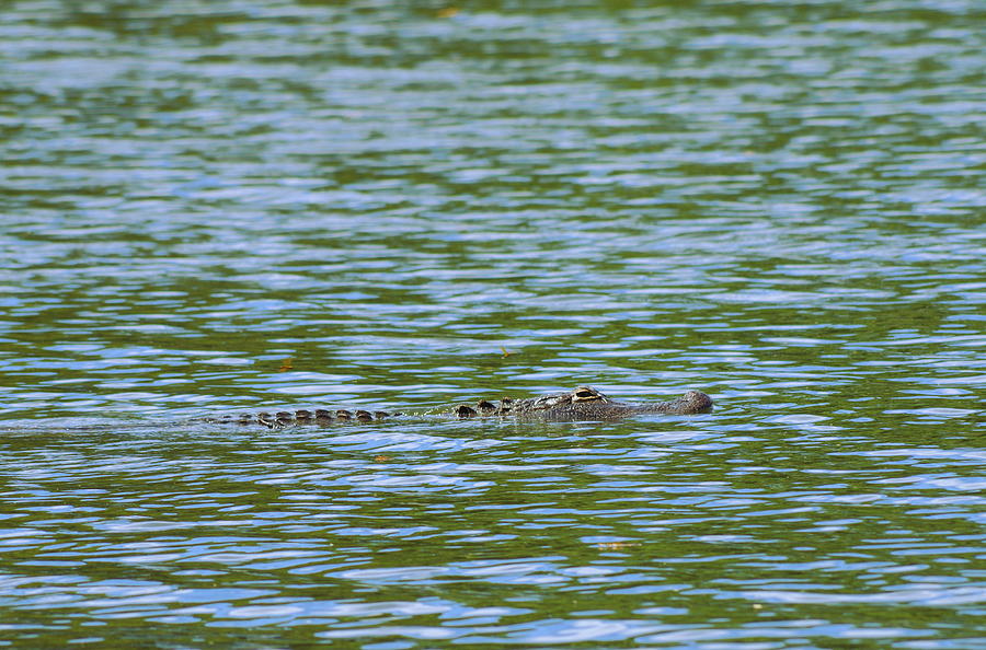 Alligator Photograph - American Alligator #2 by Aaron Rushin