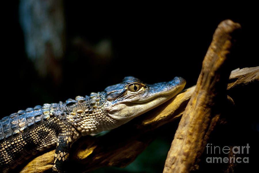 American Alligator #2 Photograph by Alan Look