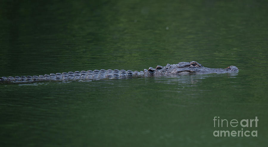 American Alligator on the Hunt Photograph by Dale Powell