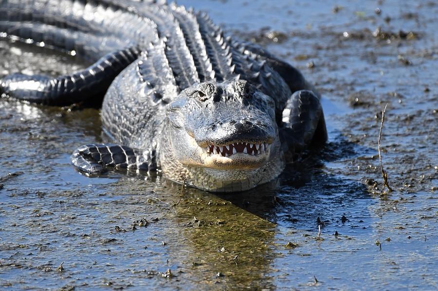 American Alligator #1 Photograph by David Campione