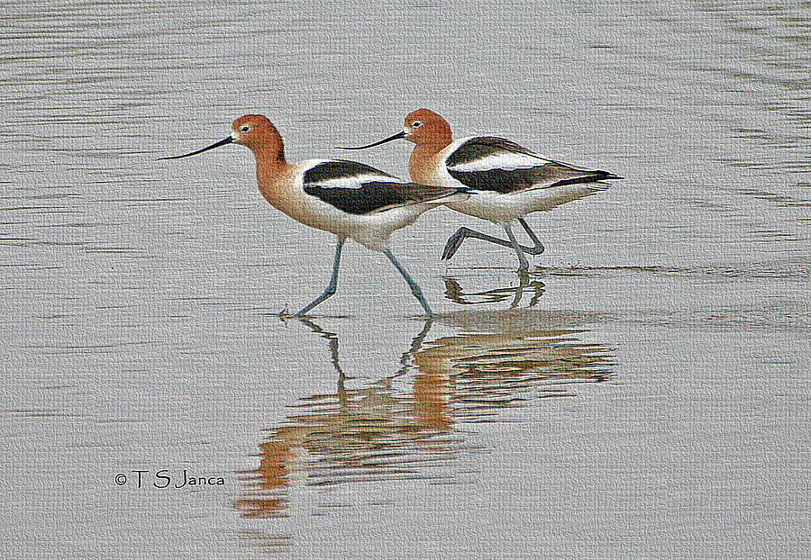 American Avocets  #1 Photograph by Tom Janca