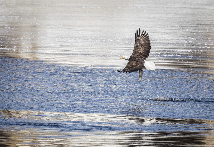 American Bald Eagle 2015-22 Photograph