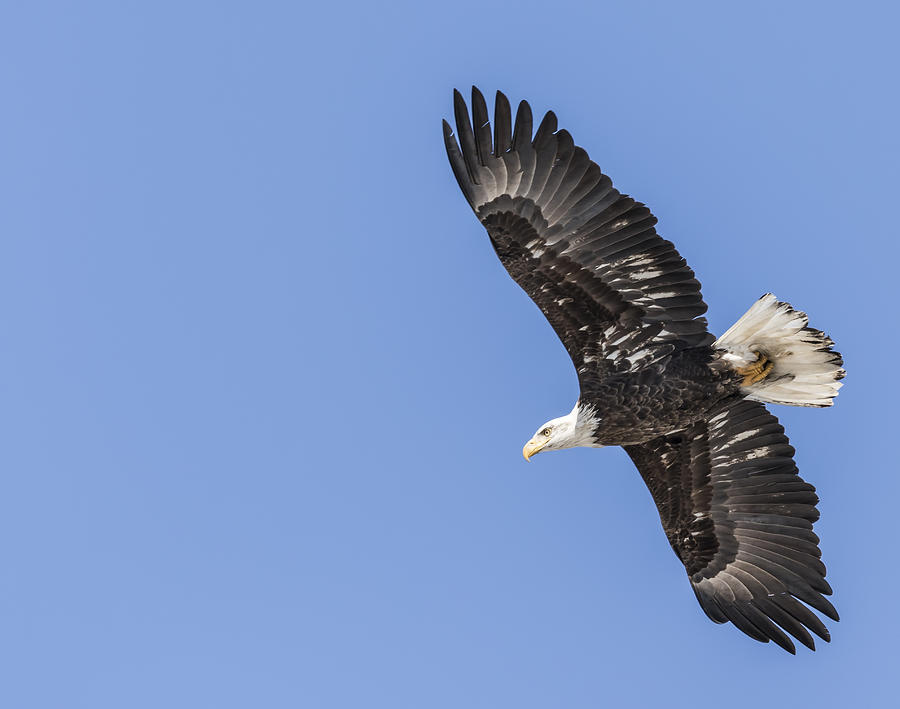 American Bald Eagle 2015-24 #1 Photograph by Thomas Young
