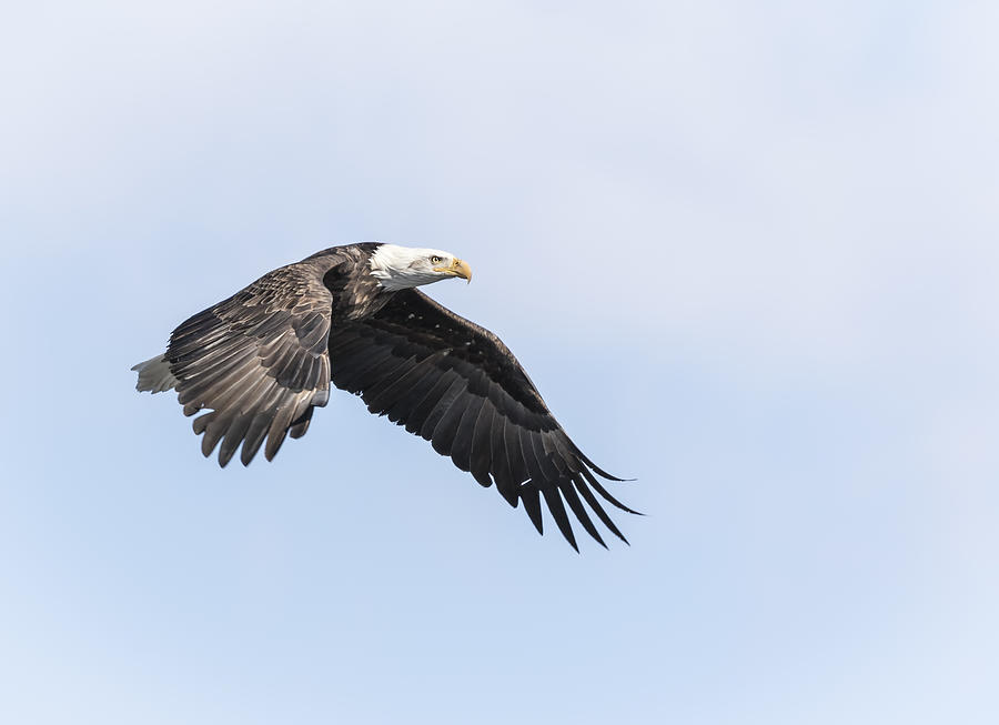 American Bald Eagle 2015-25 #1 Photograph by Thomas Young