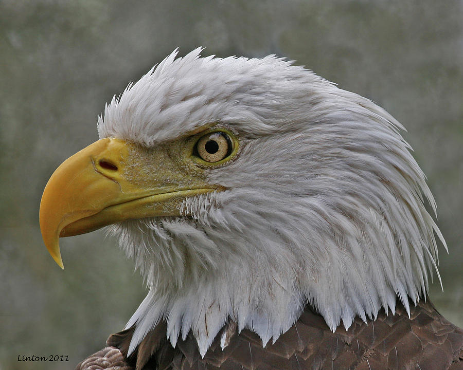 American Bald Eagle 4 #1 Photograph by Larry Linton