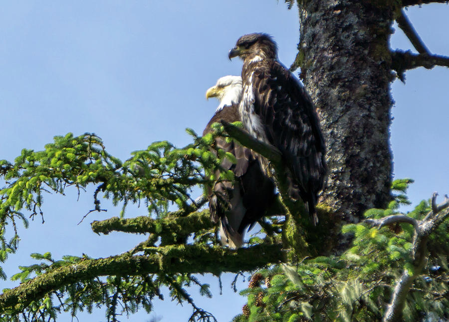 American Bald Eagle And Its Baby Sitting On Tree Branch #1 Photograph by Alex Grichenko