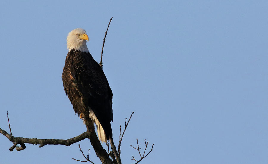 American Bald Eagle #1 Photograph by Brook Burling