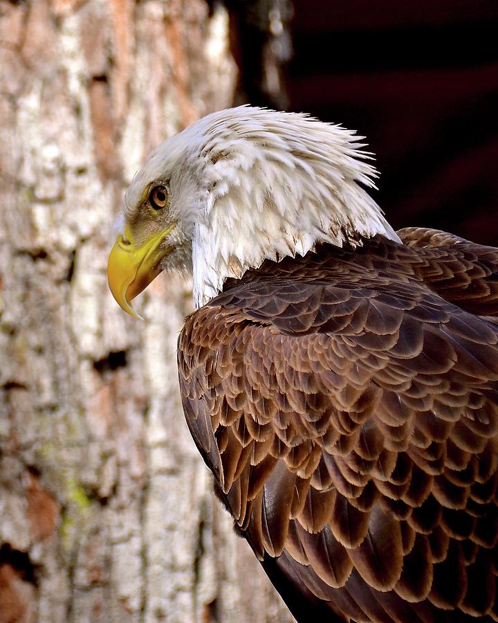American Bald Eagle #1 Photograph by Carol Bradley