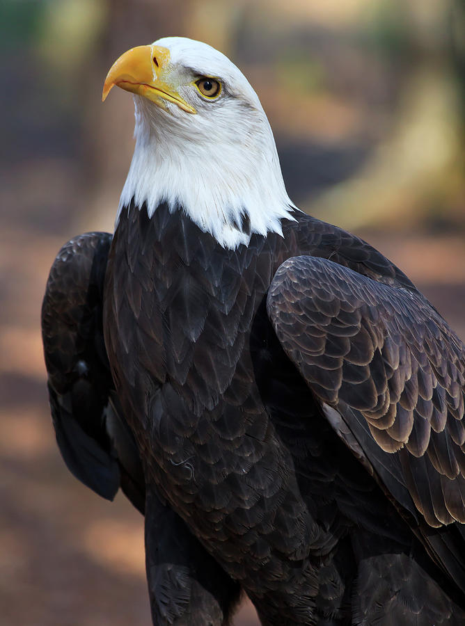American Bald Eagle #1 Photograph by Jill Lang