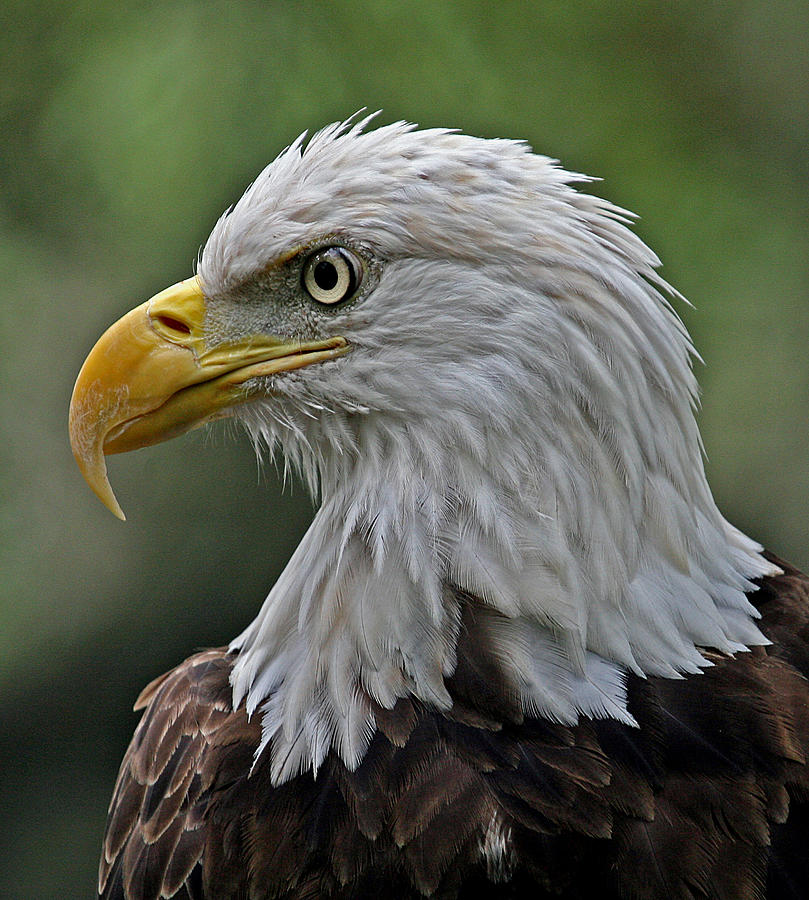 American Bald Eagle  #1 Photograph by Larry Linton