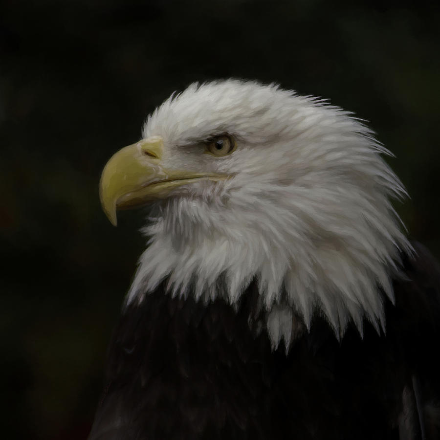 American Bald Eagle Portrait 2 #1 Digital Art by Ernest Echols
