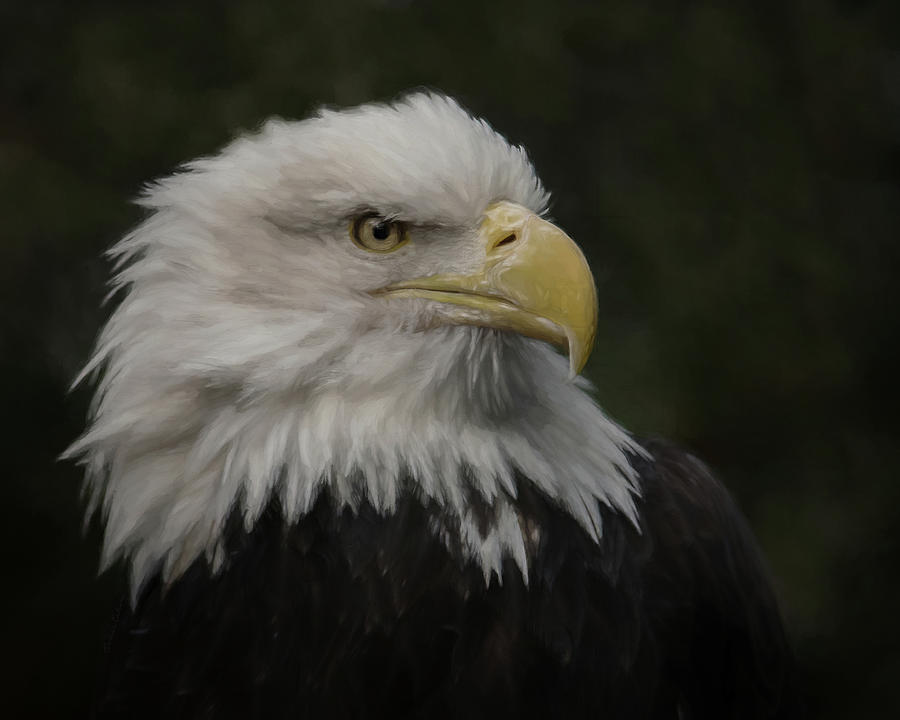 American Bald Eagle Portrait #1 Digital Art by Ernest Echols