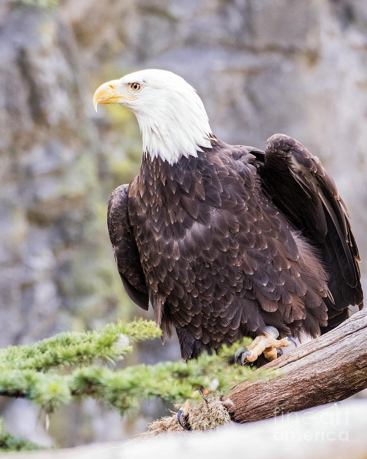 American Bald Eagle #1 Photograph by Steven Natanson