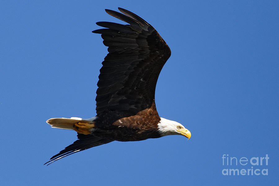 American Bald Eagle Photograph by Sue Harper