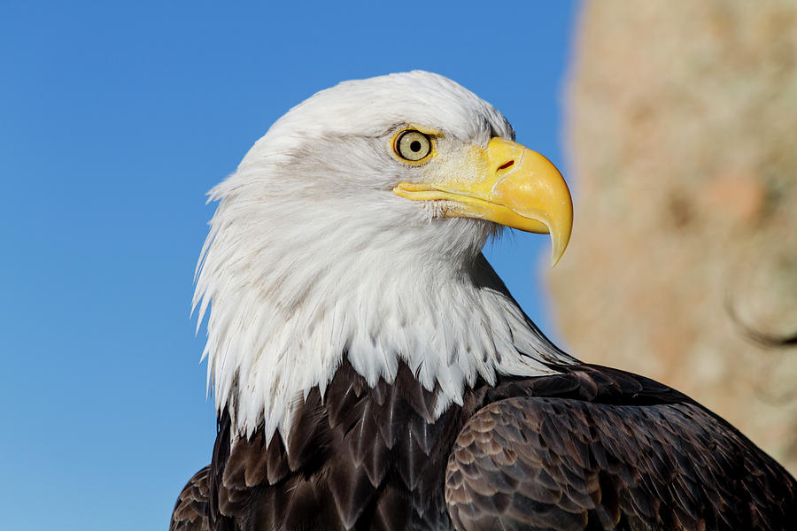 American Bald Eagle #1 Photograph by Teri Virbickis