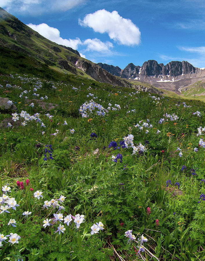 American Basin Wildflowers #1 Photograph by Steve Stuller