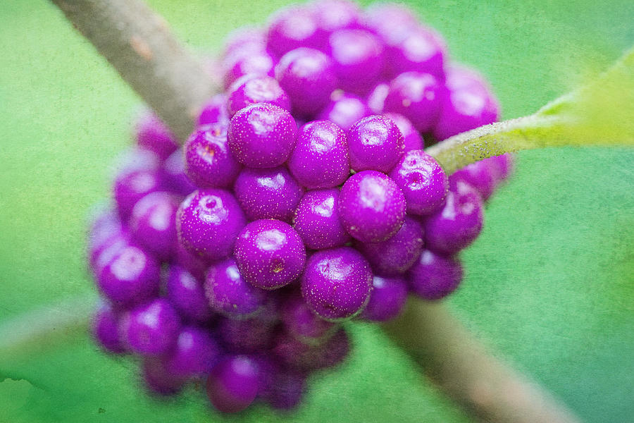 American Beautyberry Photograph