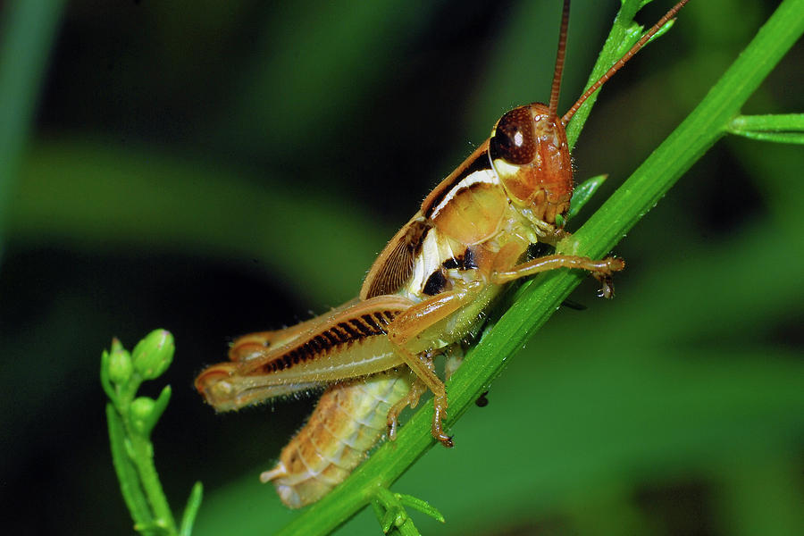 American Bird Grasshopper #1 Photograph by Larah McElroy