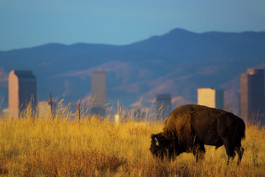 American Bison And Denver Skyline #1 Photograph by John De Bord