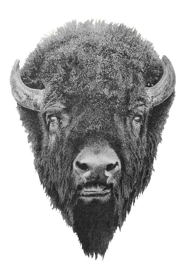 bison drawing