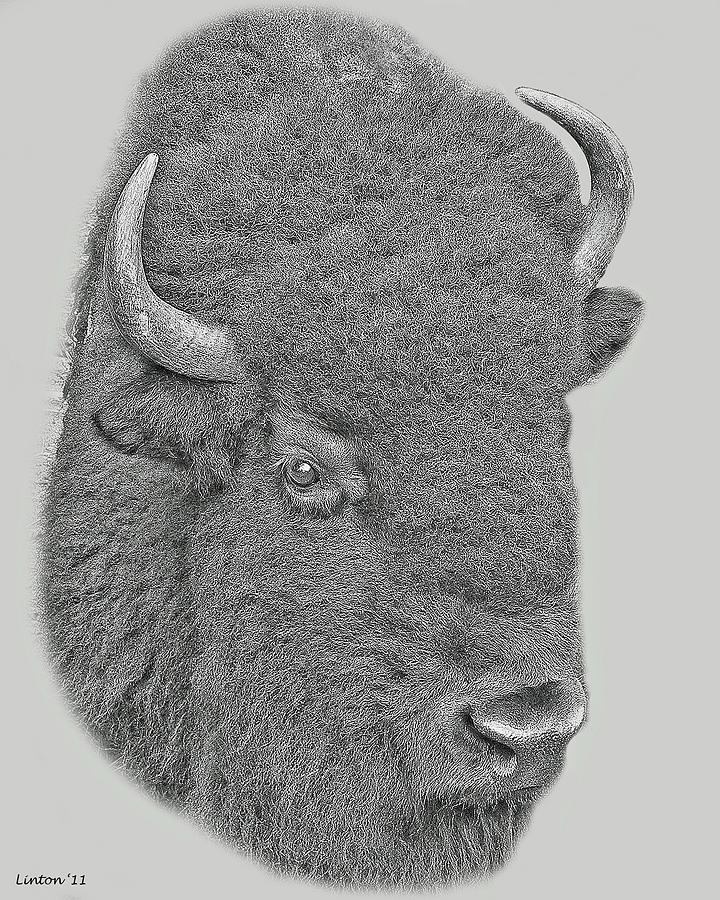 Bison Digital Art - American Bison #1 by Larry Linton