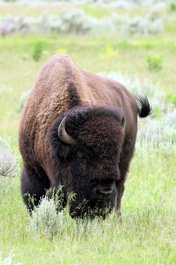 American Bison Yellowstone USA #1 Photograph by Bob Savage