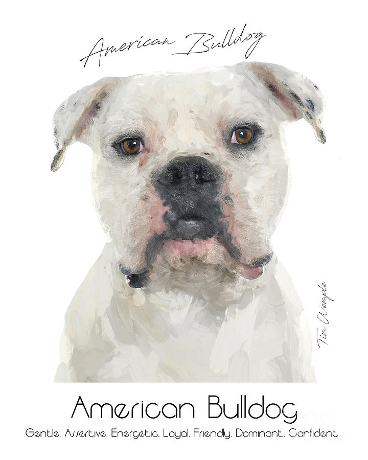 American Bulldog Poster #1 Digital Art by Tim Wemple