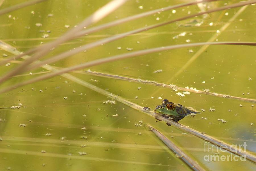 American Bullfrog #1 Photograph by Sean Griffin