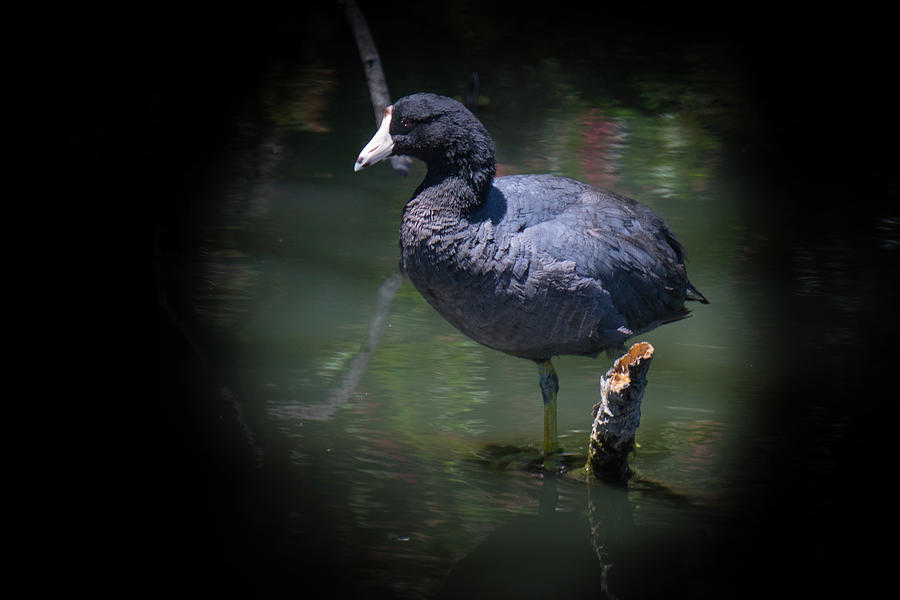 American Coot #1 Photograph by Diego Garcia