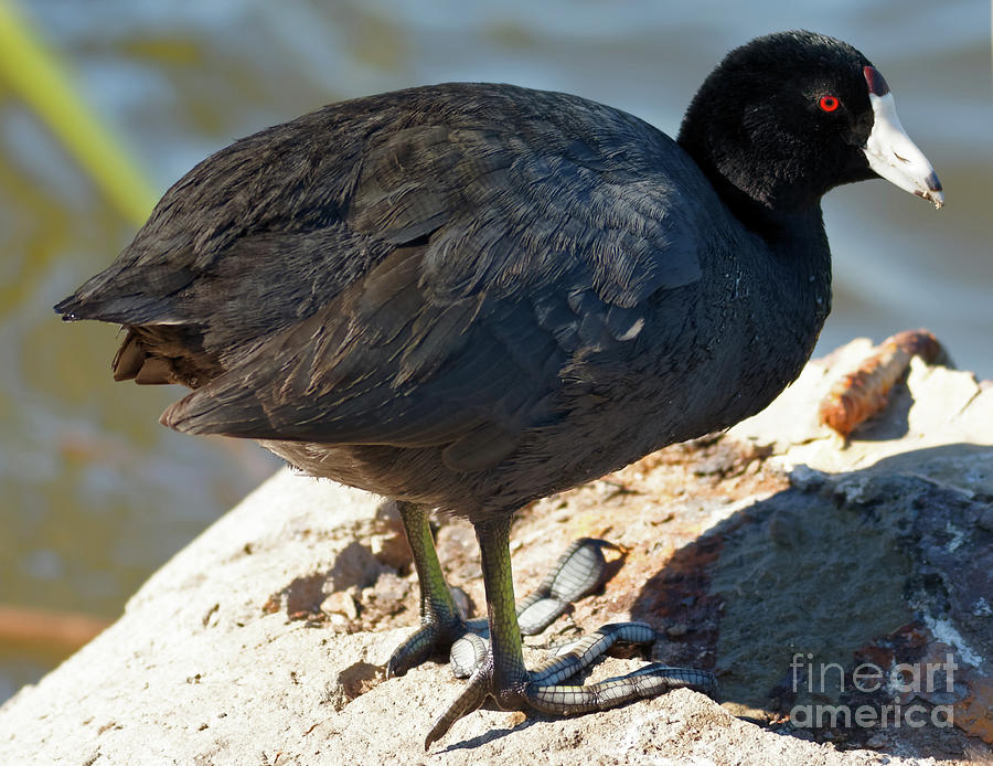 American Coot Photograph by Natural Focal Point Photography