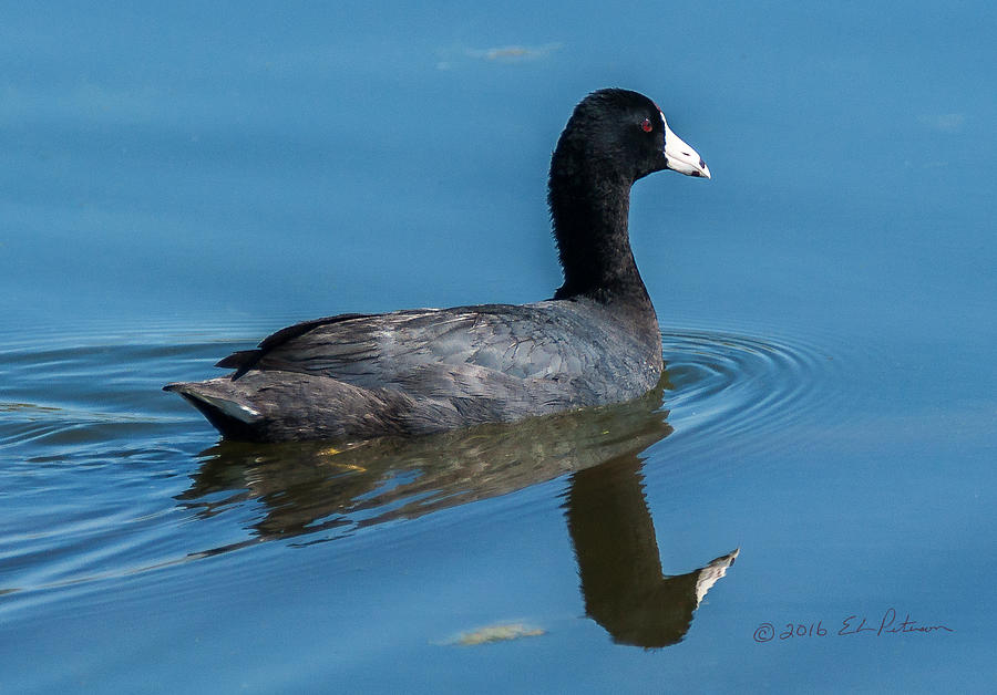 American Coot Swiming #1 Photograph by Ed Peterson