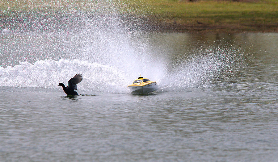 Round Rock Photograph - American Coot Vs Speed Boat #1 by Roy Williams
