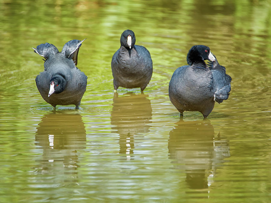 American Coots #1 Photograph by Tam Ryan