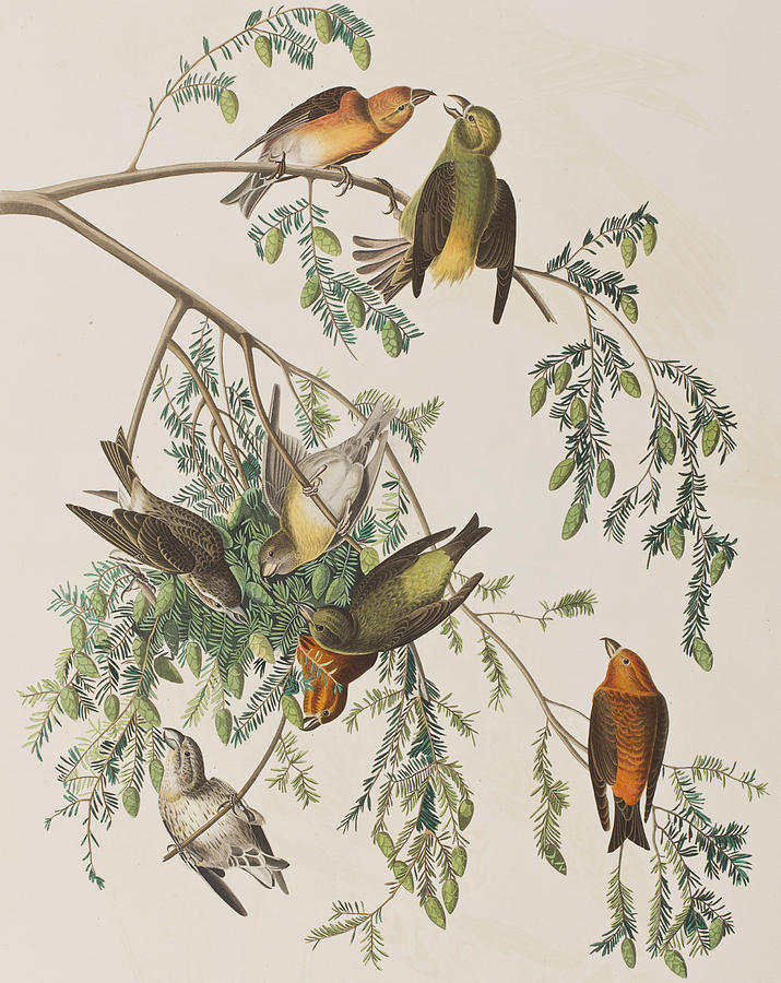 John James Audubon Painting - American Crossbill by John James Audubon