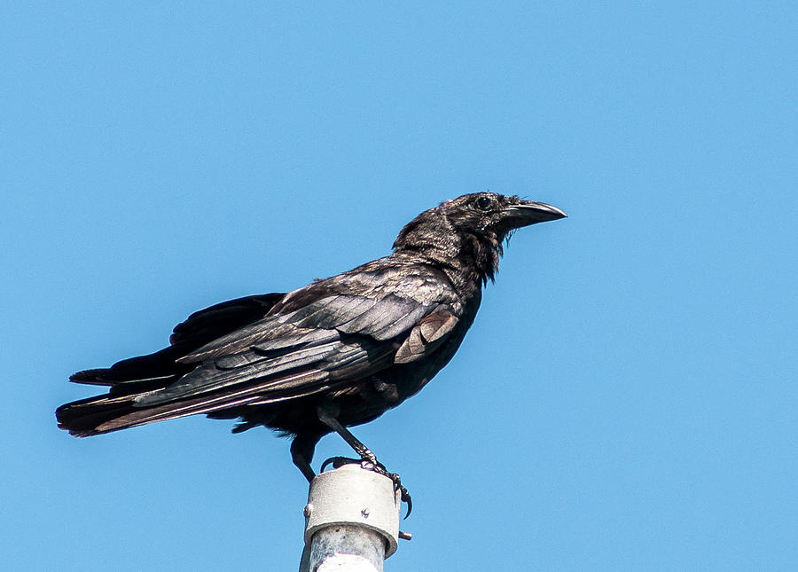 Blackbird Photograph - Corvus Brachyrhynchos by Norman Johnson