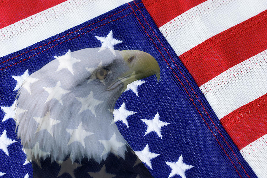 American Flag and Bald Eagle #1 Photograph by Jill Lang