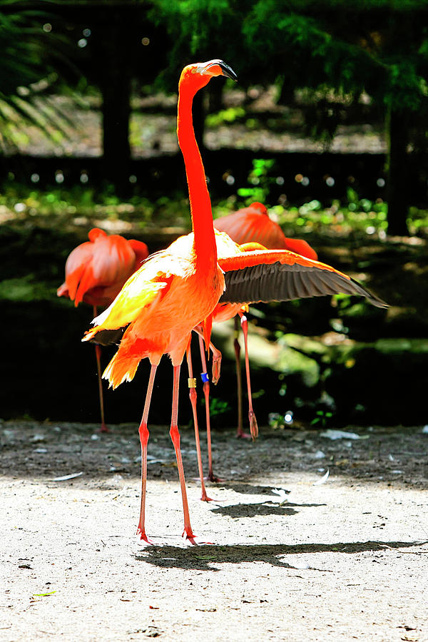 American Flamingos #1 Photograph by Chris Smith