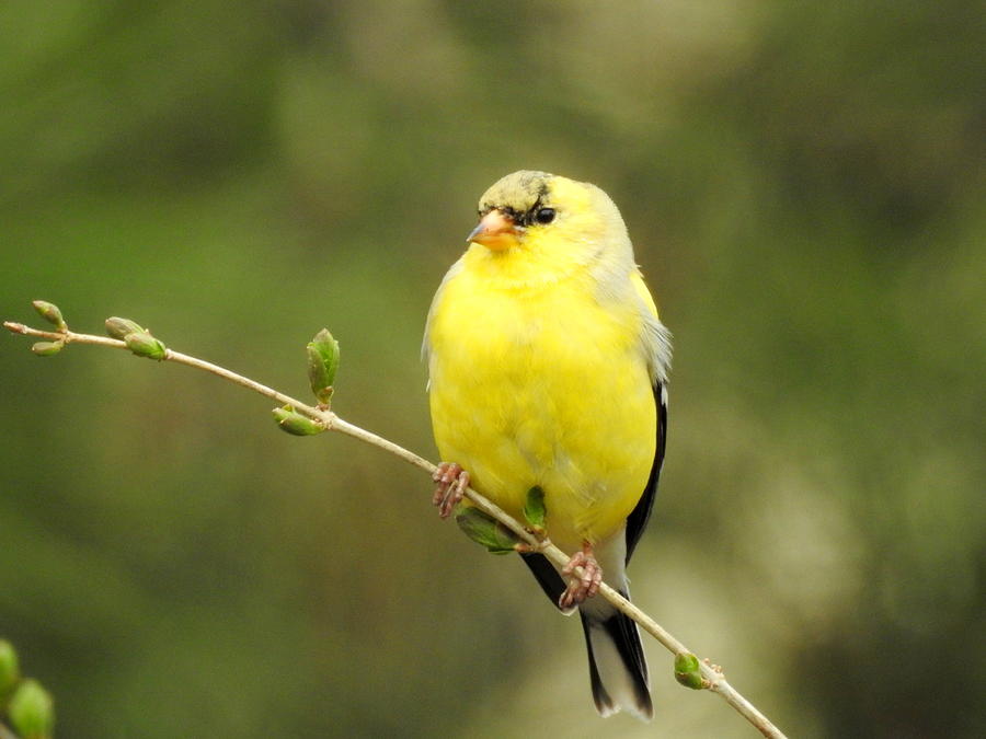 American Goldfinch #1 Photograph by Betty-Anne McDonald