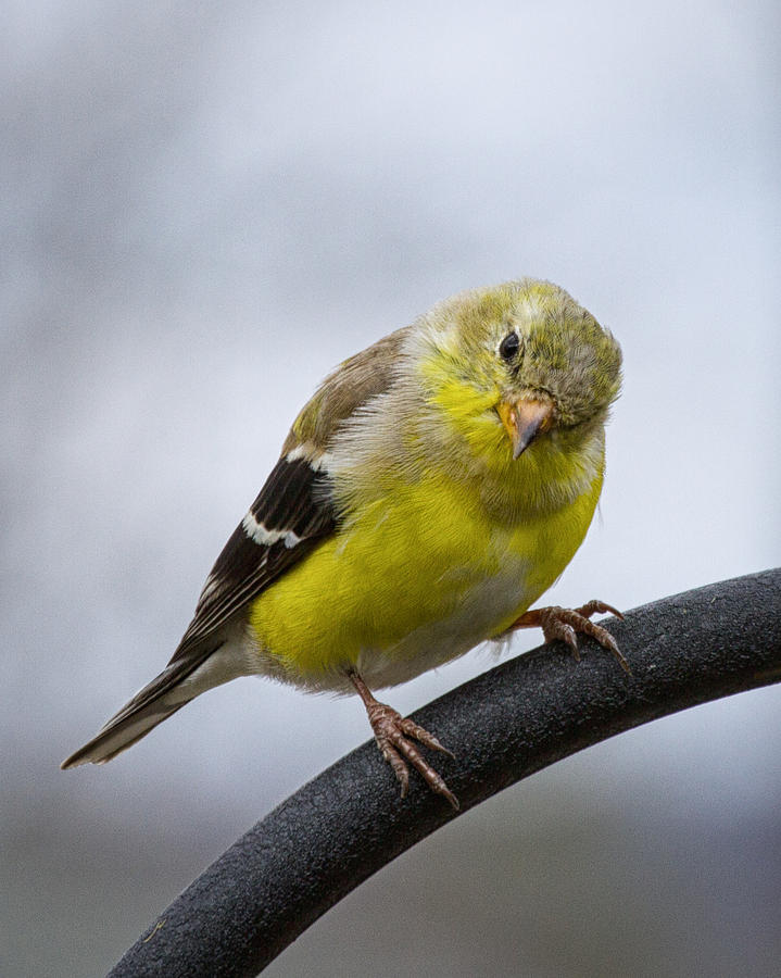 American Goldfinch #1 Photograph by Brian Caldwell