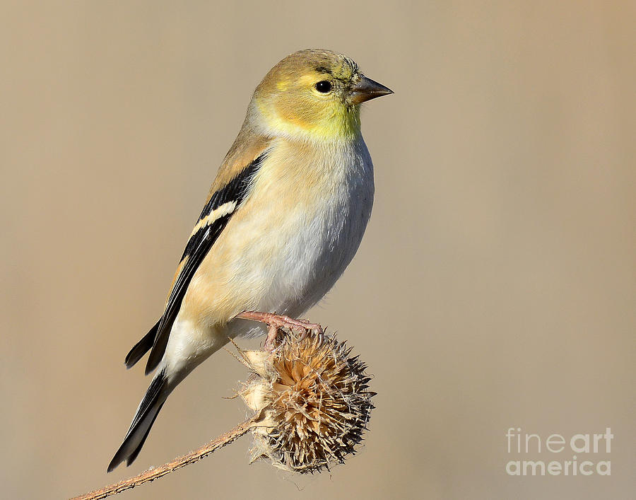 Finch Photograph - American Goldfinch #5 by Dennis Hammer