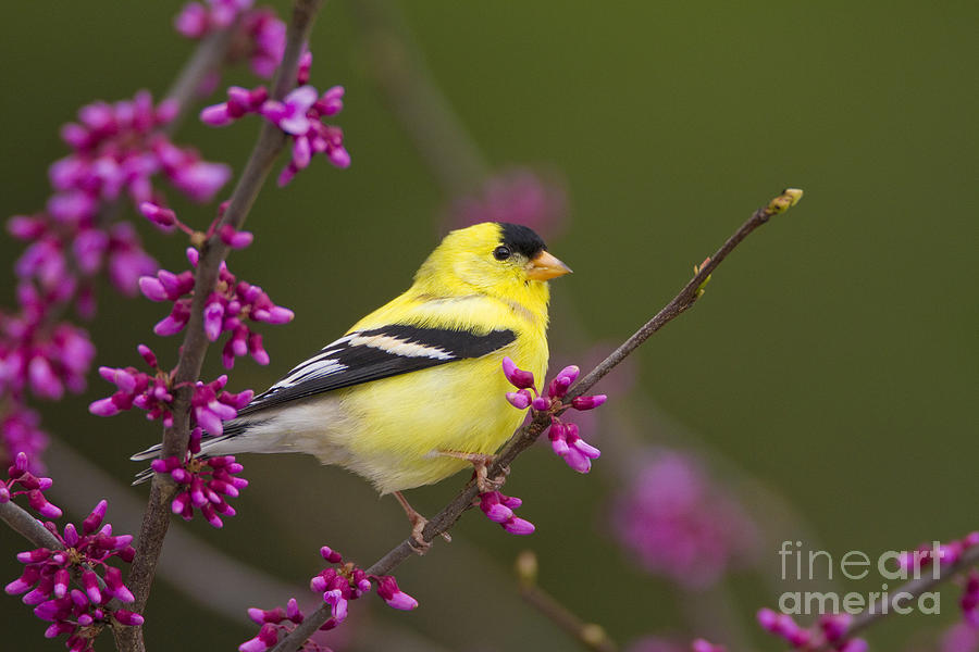American Goldfinch In Redbud #1 Photograph by Marie Read