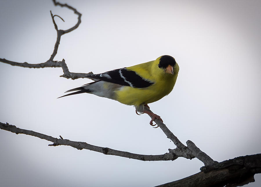 American Goldfinch   Photograph by Holden The Moment