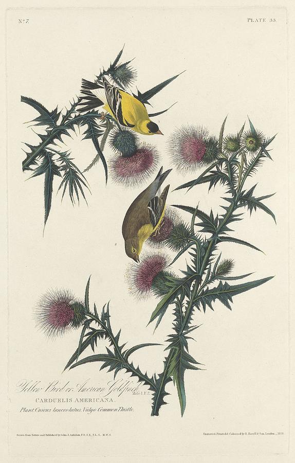 John James Audubon Drawing - American Goldfinch #1 by Dreyer Wildlife Print Collections 