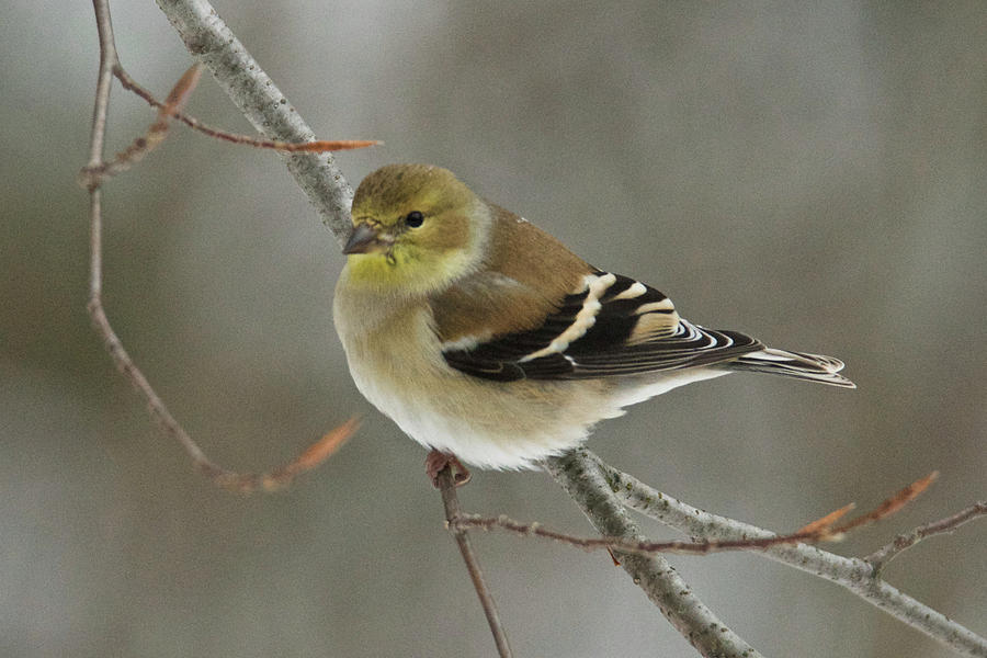 American Goldfinch #1 Photograph by Michael Peychich
