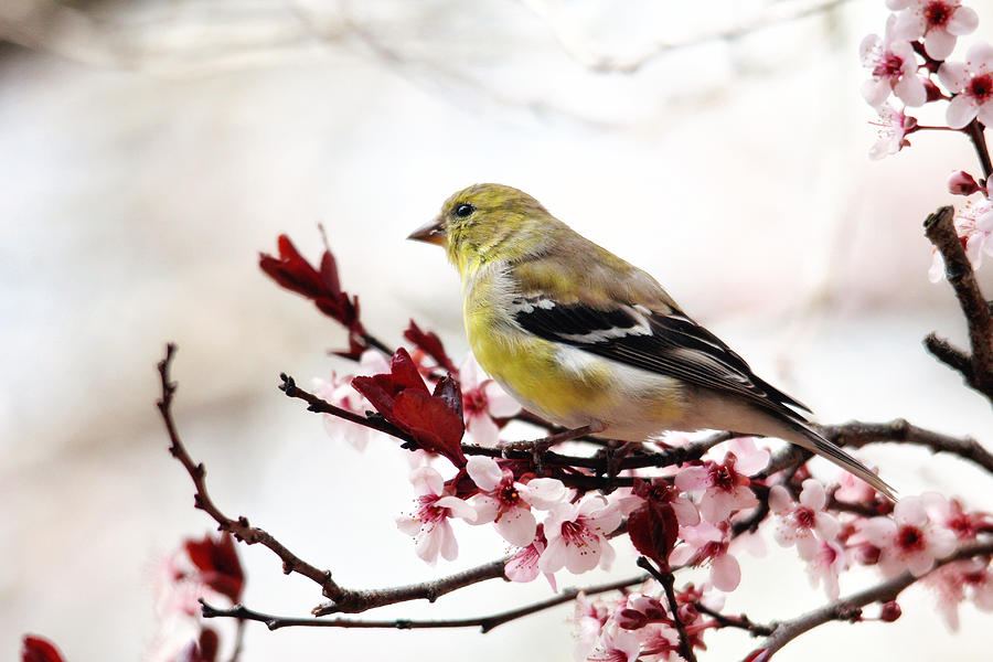 American Goldfinch in Spring Photograph by Trina Ansel